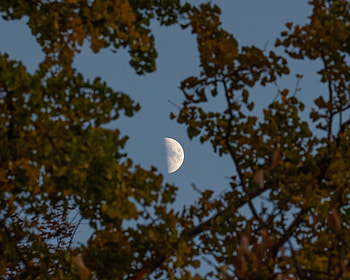 Nature, Sky, Moon, Wood, Tree, Branches HD wallpaper