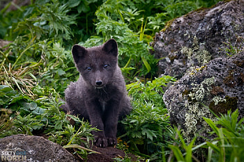 Kogitsune ( fox child ) , for my lovely friend Kogitsune ; Jessica :), puppy, grass, fox, rocks HD wallpaper