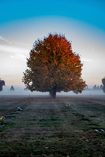 Tree, big, autumn, landscape HD phone wallpaper
