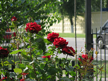 Plants, Flowers, Roses HD wallpaper