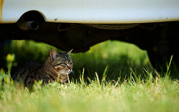 Animals, Grass, Sit, Cat HD wallpaper