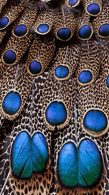 Peacock Feather, Peacock, Feather Art, feather, art HD phone wallpaper