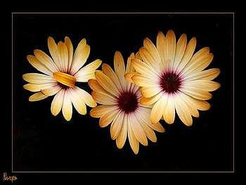 daisies from bodrum,turkey, turkey, daisy, bodrum HD wallpaper