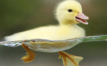 Duck Swim, marines, recon, usmc, marine corps HD wallpaper