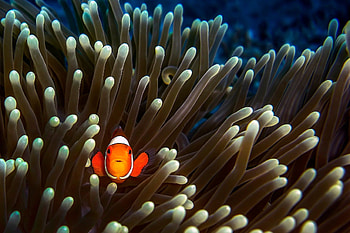 Enchanting sea creatures, Clownfish wonders, High-res , Aquatic beauty HD wallpaper