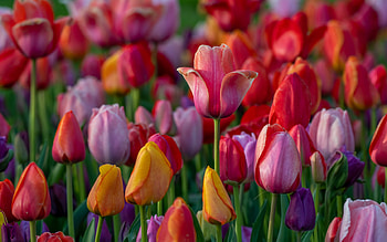 tulips, evening, sunset, red tulips, background with tulips, yellow tulips, flower background HD wallpaper