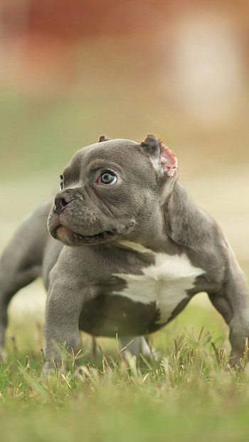 American Bully, Puppy, Bully HD phone wallpaper