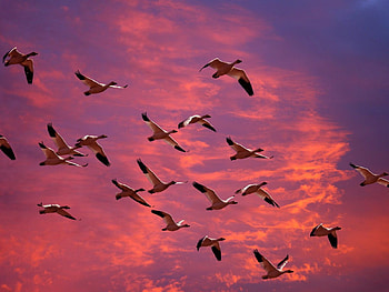 Bird, b, jf, ff, hj HD wallpaper