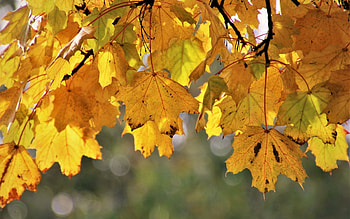 Autumn Leaves, autumn, leaves, maple, tree, yellow HD wallpaper
