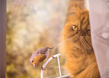 Cat and bird, kitten, kitty, cats, cute, cat, beautiful, paws, sleeping, cat face, pretty, animals, face, lovely, hat HD wallpaper