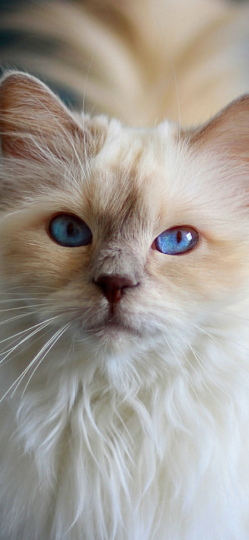 Animal cat , Feline friend, Cute and cuddly, Pet lovers' delight HD phone wallpaper