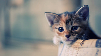 Animals, Kitty, Kitten, Muzzle, Spotted, Spotty, Nice, Sweetheart, Waiting, Expectation HD wallpaper