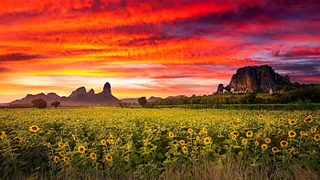Sunflowers field, sunflowers, field, sky, beautiful, rocks, sunset, fiery HD wallpaper
