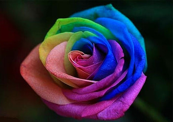 Rainbow Rose, rose, rainbow, , beautiful, amazing HD wallpaper