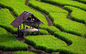 farm , , Rural landscapes, Farming beauty HD wallpaper