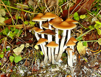 Mushrooms 1, graphy, pretty, fungi, nature, forest, mushrooms, biology HD wallpaper