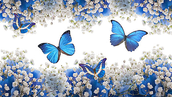 Blue & White, butterflies, flowers, abstract, blossom HD wallpaper