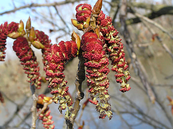 Eastern cottonwood, Purdue Fort Wayne, Tree facts, Native habitat HD wallpaper