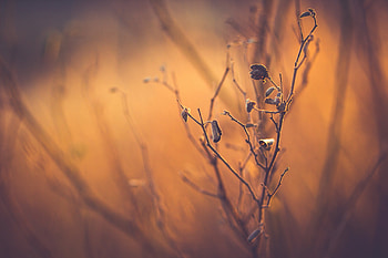 Plants Depth Of Field, plants, nature HD wallpaper