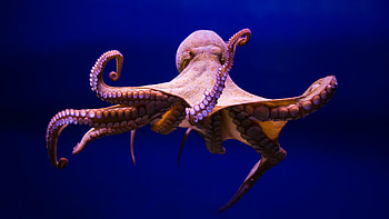 Ryan Peltier's post, Captivating octopus, Beautiful cephalopod , Underwater creature HD wallpaper