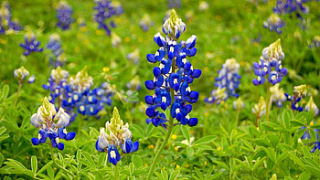 Bluebonnet, Flower , Wildflower beauty, Texas landscapes HD wallpaper
