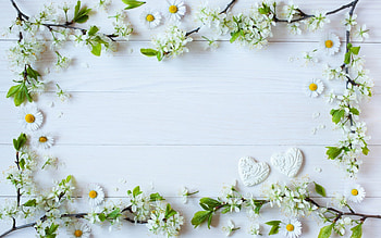 Happy Valentine's Day!, valentine, white, flower, card, spring, heart, blossom HD wallpaper