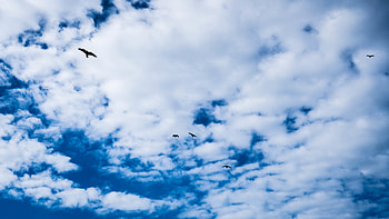 Nature, Sky, Clouds, Bird HD wallpaper