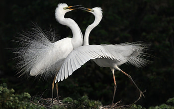 *** White cranes ***, animal, white, birds, cranes, animals HD wallpaper