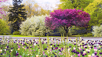 Symphony of Spring, New York Botanical Garden, usa, trees, blooming, landscape, spring, tulips, park HD wallpaper