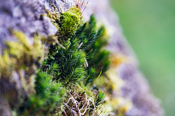 Moss, small grass, close up HD wallpaper