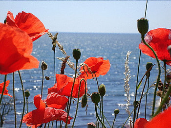 poppy, blue, sea, sunshine, flower HD wallpaper