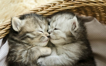 Kittens, basket, cat, animals HD wallpaper