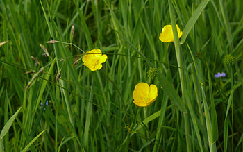 Buttercups, beautiful, nature, flowers, wild HD wallpaper
