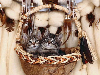 cicák, kitten, cat HD wallpaper