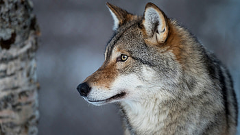 Gray Wolf, Intense gaze, Fierce predator, Beautiful nature HD wallpaper