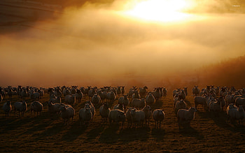 Flock of sheep, for animal lovers, Detailed close-up, Animal graphy HD wallpaper