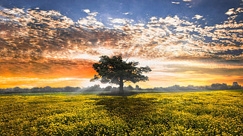 Shadows At Sunset After the Rain, colors, landscape, clouds, meadow, sky, tree HD wallpaper