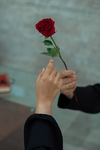 A close-up shot of hands exchanging a red rose, conveying love and romance. HD phone wallpaper
