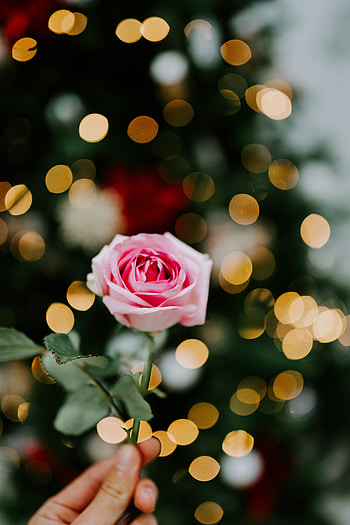Flowers, Pink, Flower, Glare, Rose Flower, Rose, Blur, Smooth, Boquet, Bokeh HD phone wallpaper