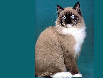 Sweet cat, animal, sweet, kitten, cat HD wallpaper