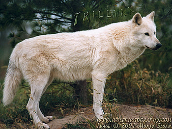 White Wolf, white wolves, artic wolf, wolves, wildlife, woods, nature, rocks, tree HD wallpaper