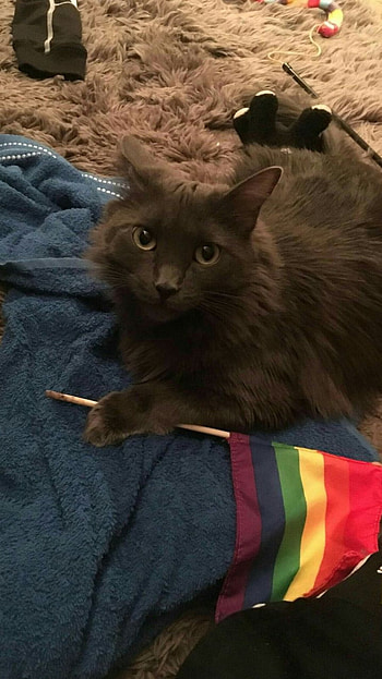 Gato, bandera, gey HD phone wallpaper