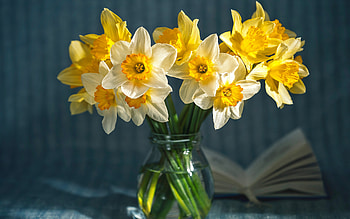 Daffodils, glass, book, flowers HD wallpaper
