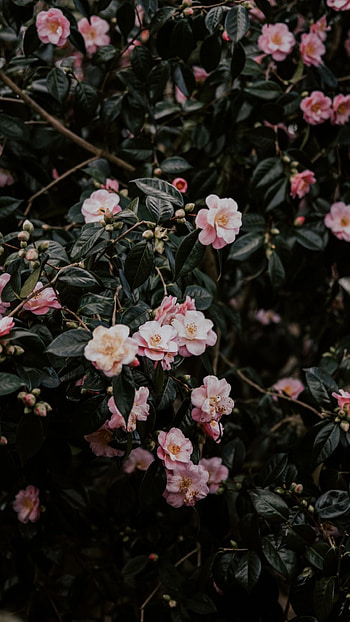 Pink camellia, Floral , Beautiful blooms, Nature's gift HD phone wallpaper