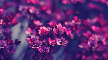 Purple flowers, purple, nature, flowers, spring HD wallpaper
