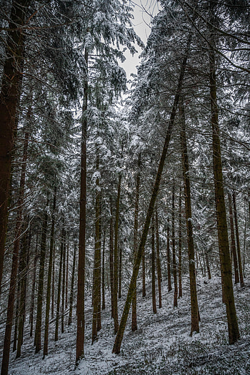 Winter, Nature, Trees, Pine, Snow, Forest HD phone wallpaper