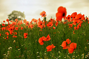 Poppy, nature, earth HD wallpaper