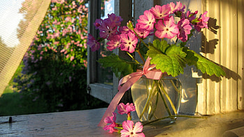 Flowers In The Sunshine, sunshine, pink, flowers, window HD wallpaper