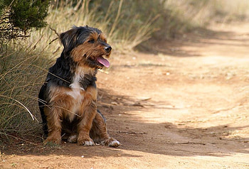 expectation, dog, waiting, nature HD wallpaper