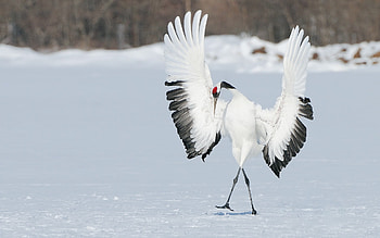 Crane bird, Peaceful scene, Tranquil ambiance, Nature's beauty HD wallpaper
